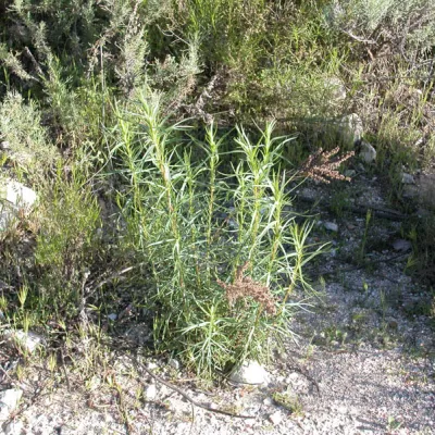 Plant in spring (March)
