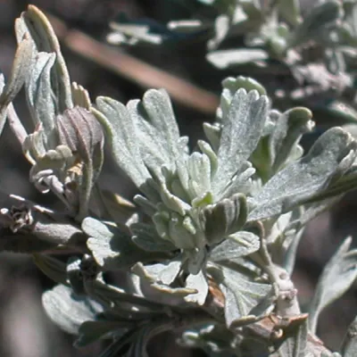 Artemisia tridentata ssp. vaseyana