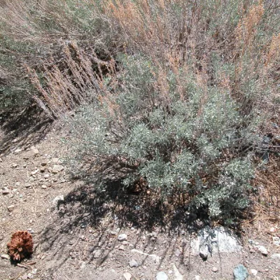 Plant