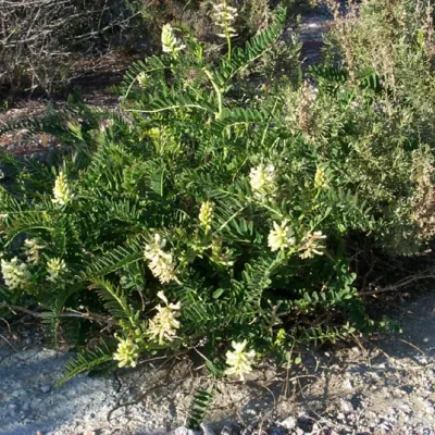 Astragalus pomonensis