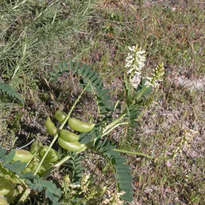 Fruits