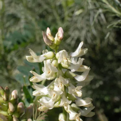 Astragalus pomonensis