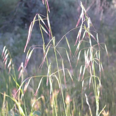 Avena barbata