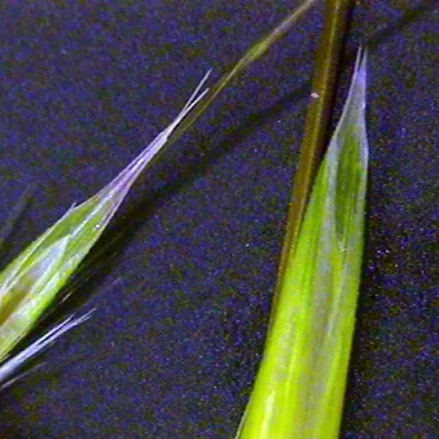 Close-up of floret
