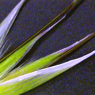 Close-up of spikelet