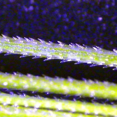 Close-up of awn