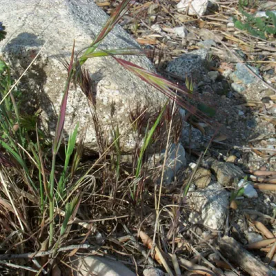 Another photo of plant