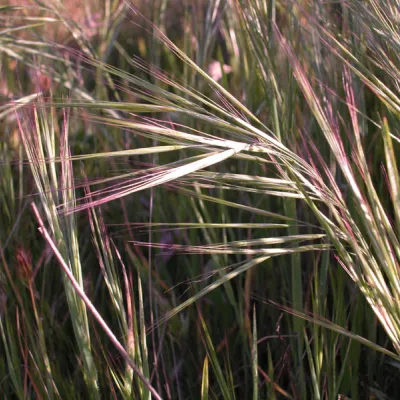 Bromus diandrus