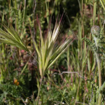 Bromus madritensis