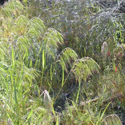 Bromus tectorum