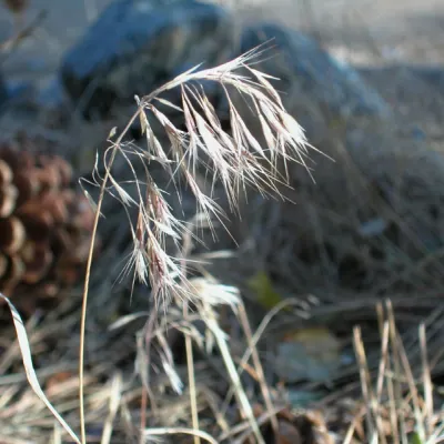 Cheatgrass in fruit