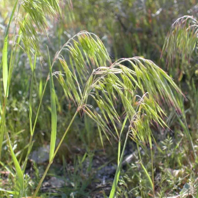Inflorescence