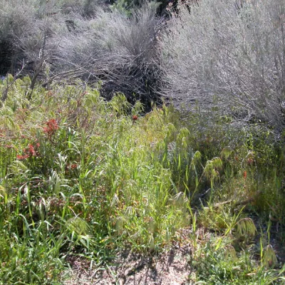 Stand of cheatgrass