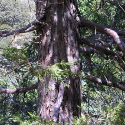 Calocedrus decurrens