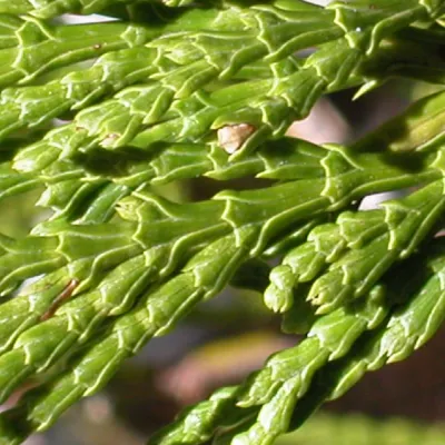 Close-up of branch
