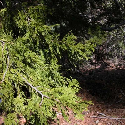 Branch
