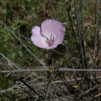Calochortus splendens