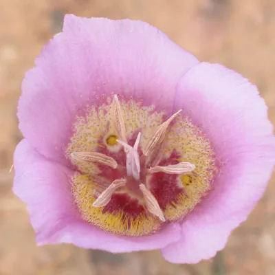 Calochortus plummerae