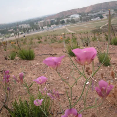 Whole plant, side view