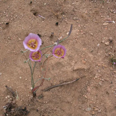 Whole plant, top view