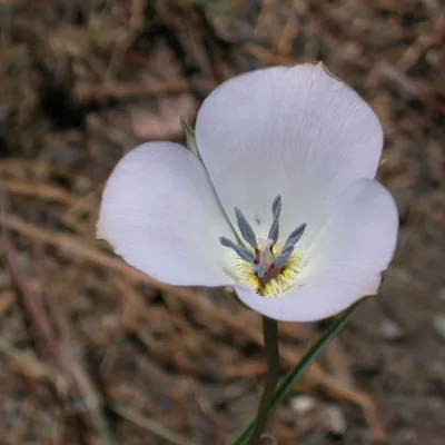 Calochortus invenustus