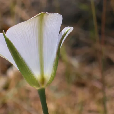 Side view of flower