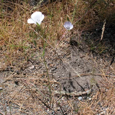 Plant with open flower and flower bud