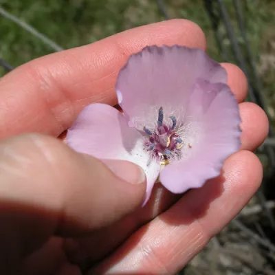 Close-up of flower