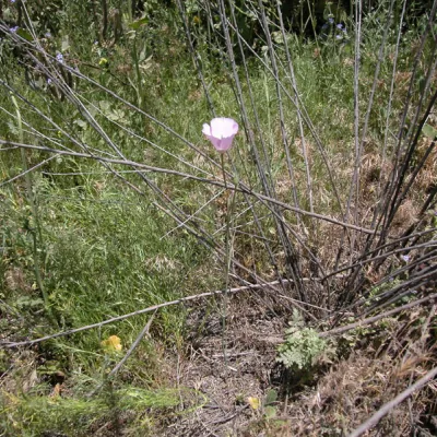Whole plant