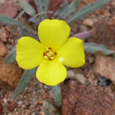 Another photo of plant