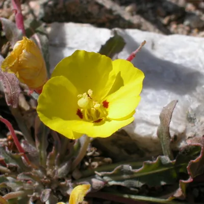 Camissoniopsis bistorta
