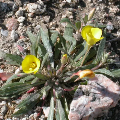 Another photo of plant