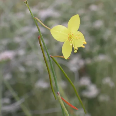 Eulobus californicus