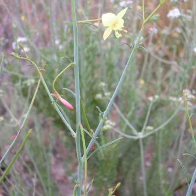 Plant with growing fruits