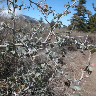 Branch