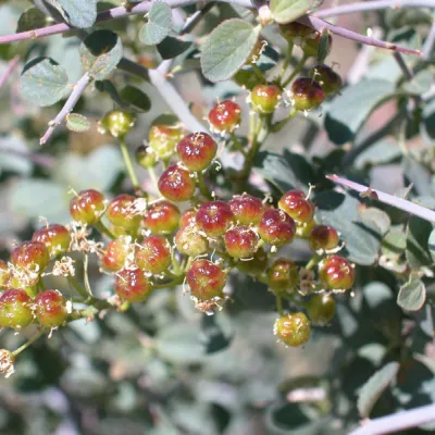 Young fruit