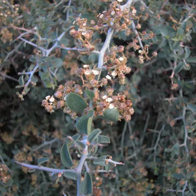 Older fruit
