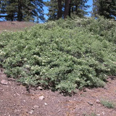 Ceanothus cordulatus