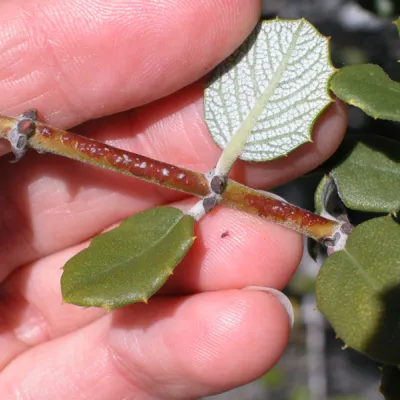 Leaf
