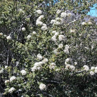 Ceanothus crassifolius