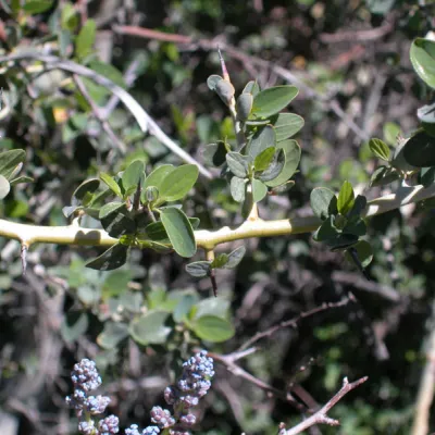 Branch (thorns & leaves)