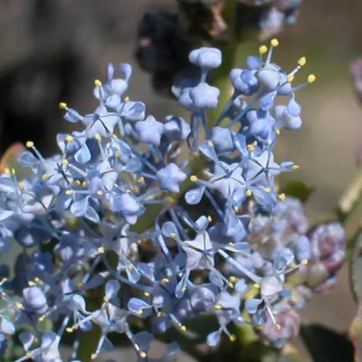 Ceanothus leucodermis