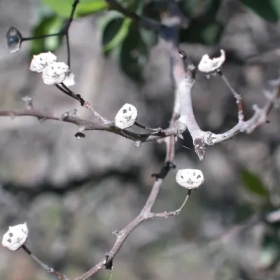Persistent remains of old fruits
