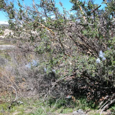 Plant