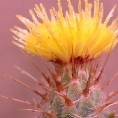 Close-up of flower head