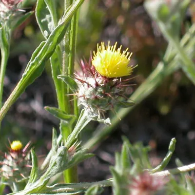 Centaurea melitensis