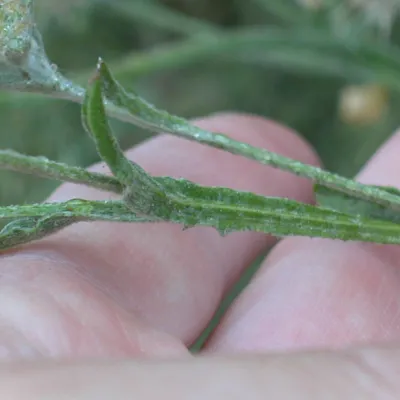 Winged stem