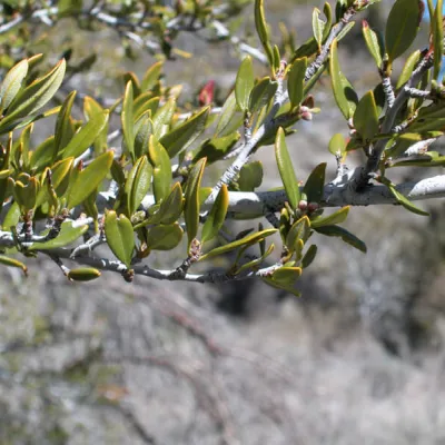 Cercocarpus ledifolius