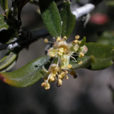Flower