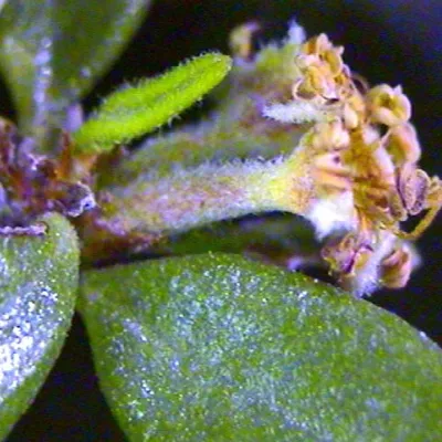 Flower (side view)